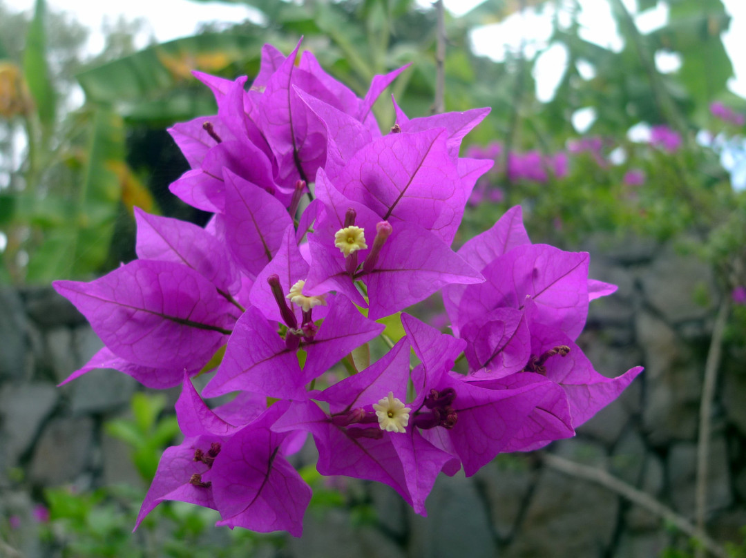 White Coconut Residence主图