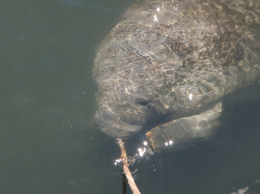Manatees In Paradise-克里斯特尔里弗必去景点