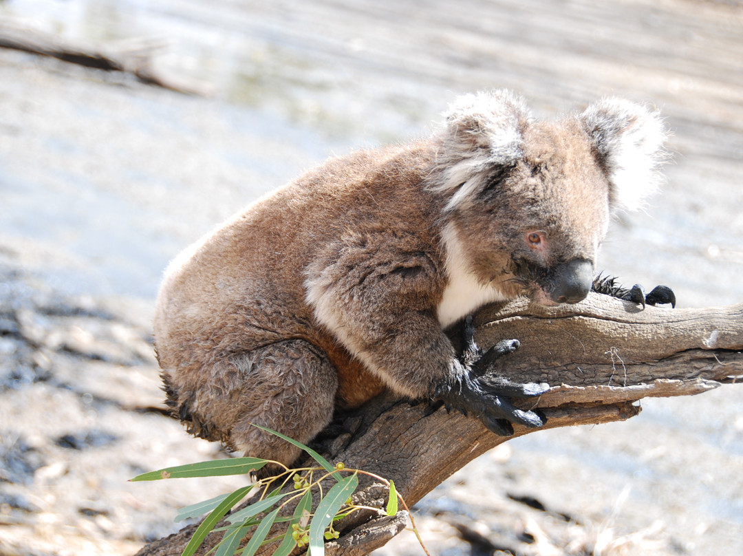 Kangaroo Island Spirits景点图片