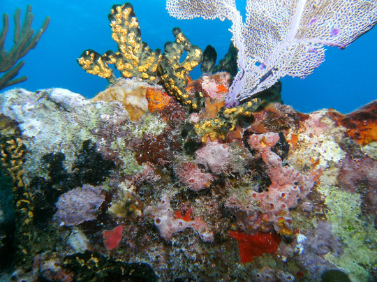 Quiescence Diving Services-拉哥岛必去景点