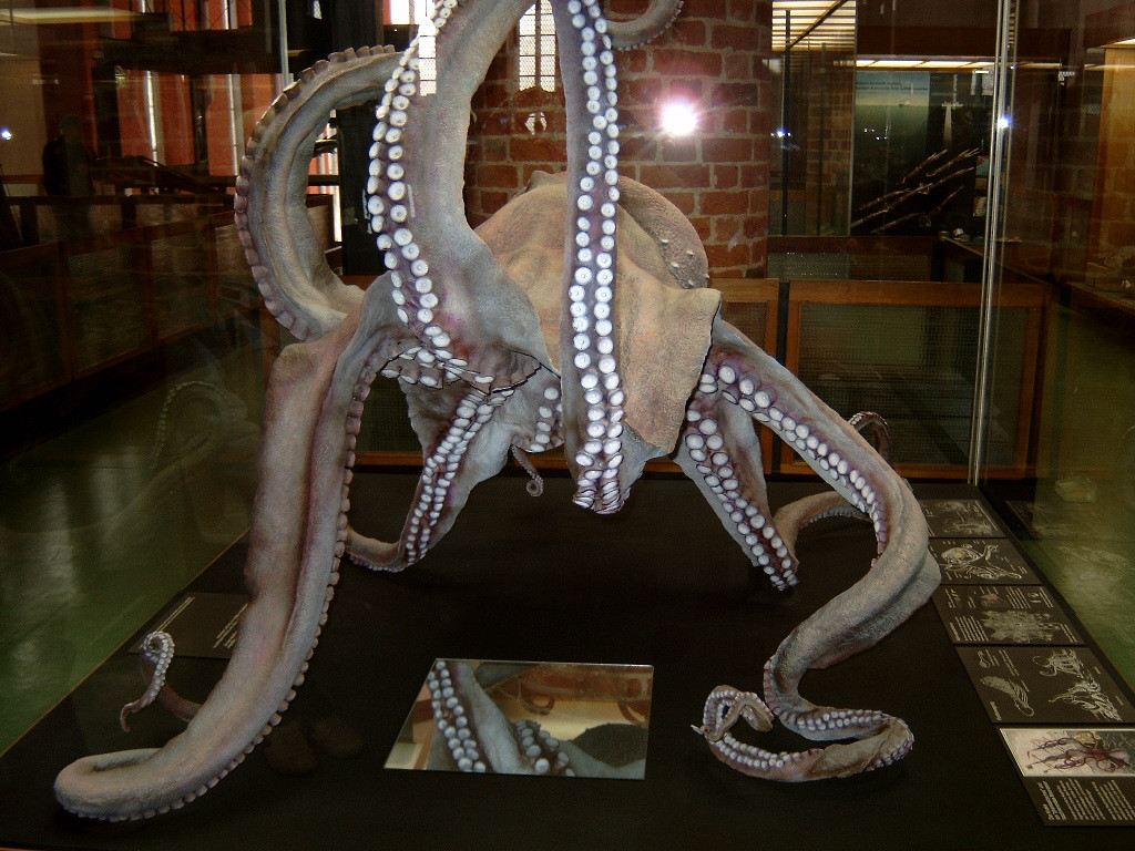 Meeresmuseum-施特拉尔松德必去景点
