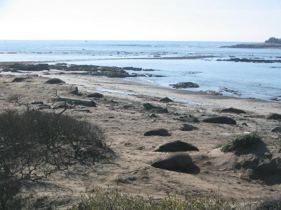 Año Nuevo State Reserve-佩斯卡德罗必去景点