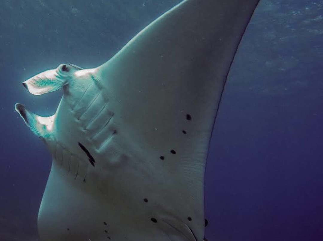 Tanah Penida Tour-沙努尔必去景点