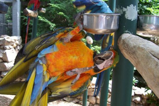 Parrot Mountain & Gardens-皮金福奇必去景点