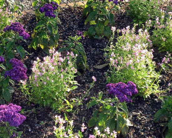 Chicago Botanic Garden-Glencoe必去景点