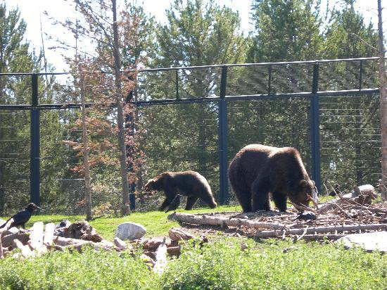 灰熊与狼保护中心-西黄石镇必去景点