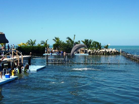 Dolphin Research Center-Grassy Key必去景点