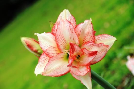Bermuda Botanical Gardens-佩吉特教区必去景点