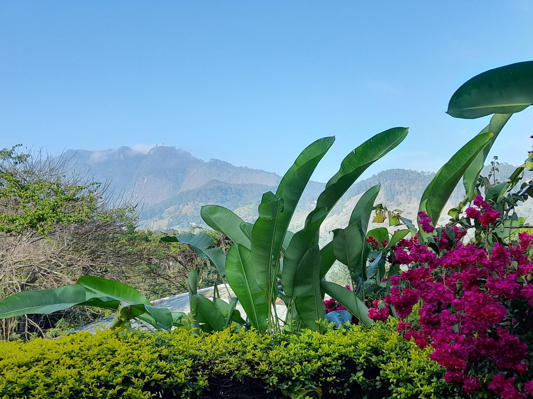 Amba Estate Farmstay主图