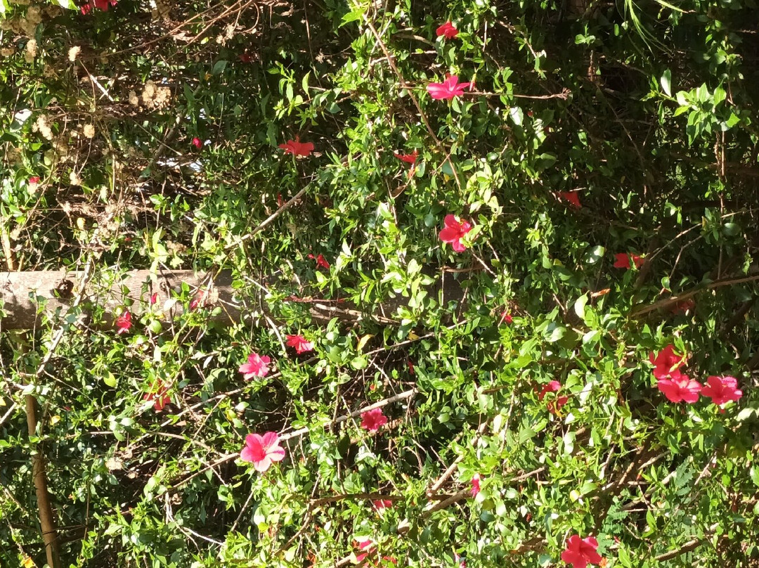 Karanji Lake-迈索尔必去景点