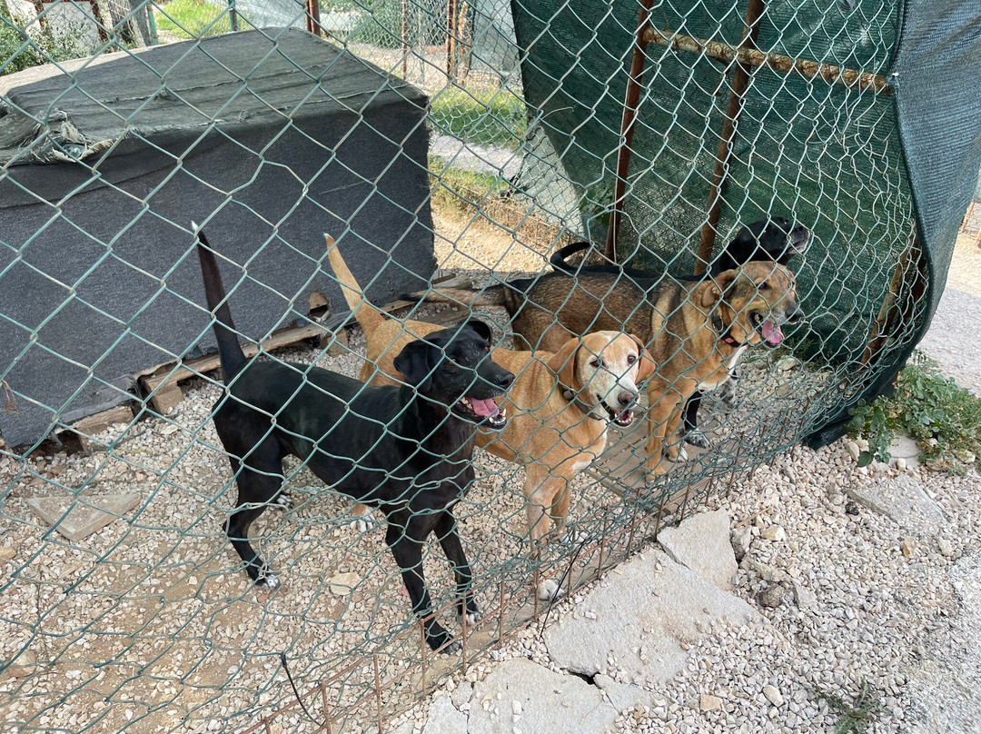 Zarkovica Animal Shelter-杜布罗夫尼克必去景点