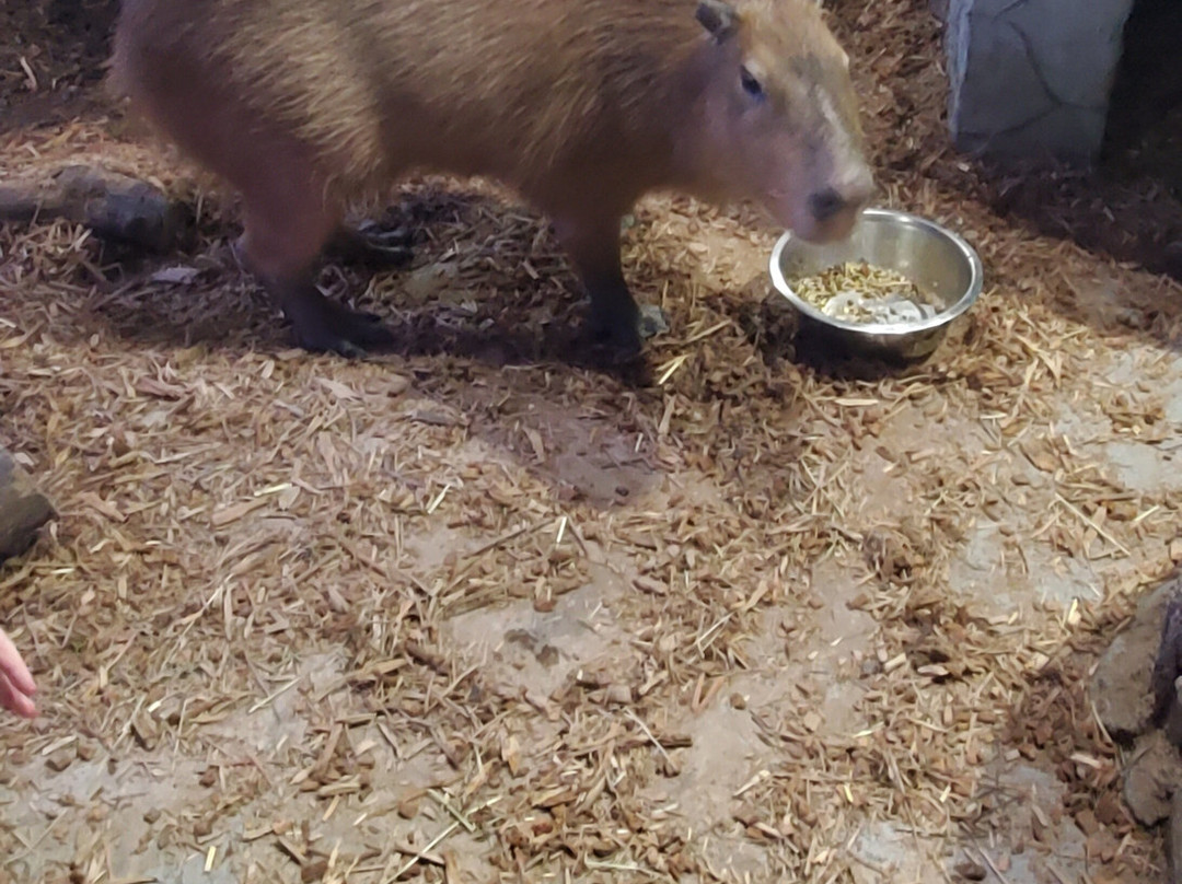 SeaQuest Fort Worth-沃思堡必去景点