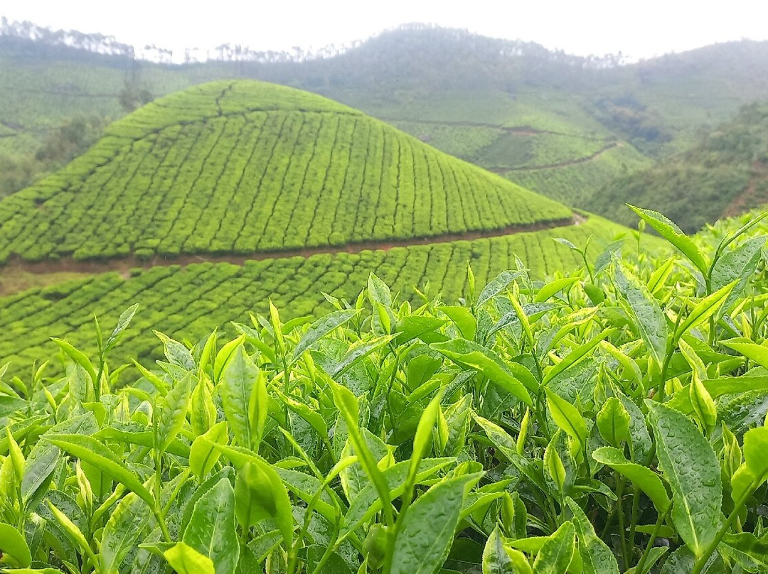 Munnar tea Green trekking adventure景点图片
