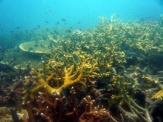 Turtle Bay Divers-小停泊岛必去景点