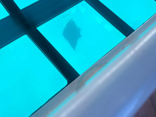 Ocean Sports Cruises-威可洛亚必去景点