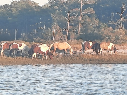 Assateague Explorer Wildlife Cruises-钦科蒂格岛必去景点