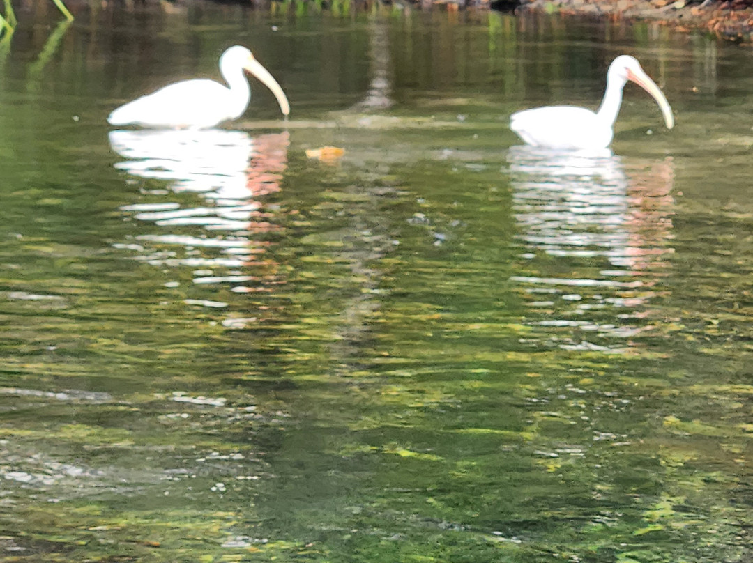 Weeki Wachee Springs-Weeki Wachee必去景点