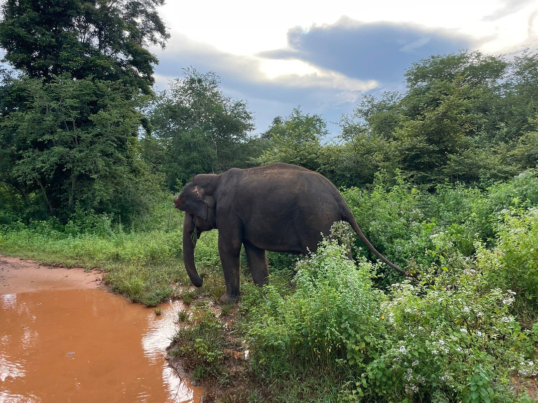 Udawalawe Wild Safari Tours-乌达瓦拉瓦必去景点