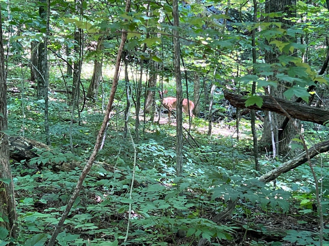 Yonah Mountain Hiking Trail景点图片