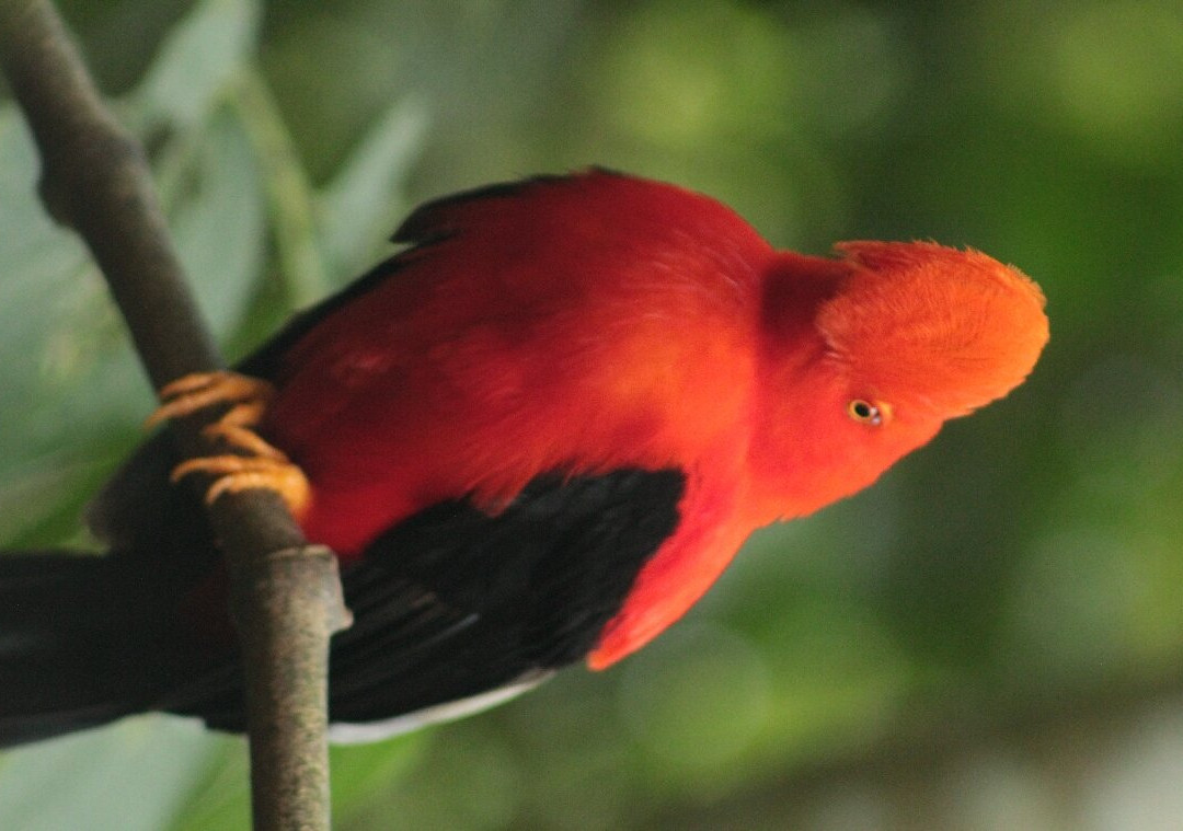 Gallito de Roca Preserve-Jardin必去景点