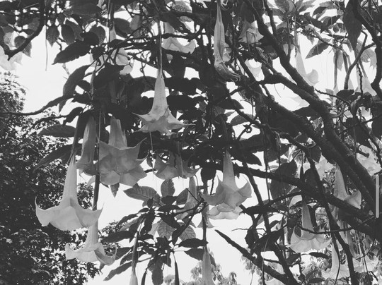 Madeira Discoverers-沙尔必去景点