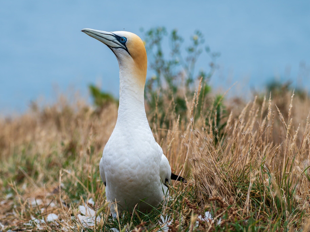 Gannet Safaris Overland-Te Awanga必去景点