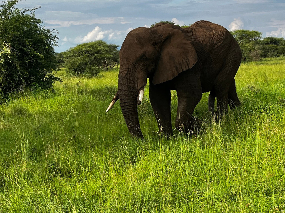 Regal African Safaris景点图片