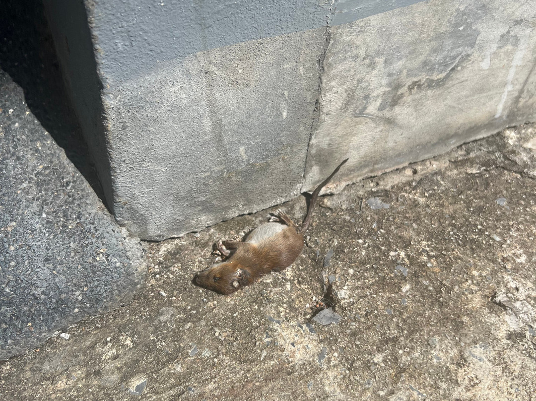 The Rubber Hotel主图