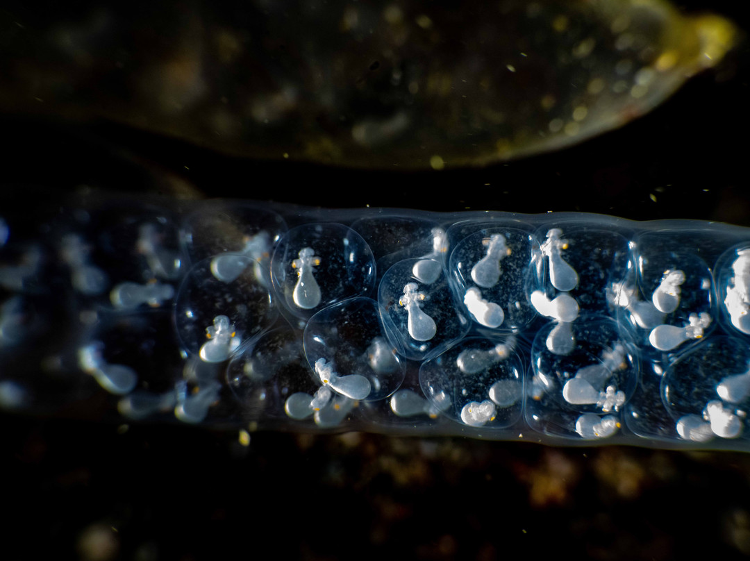 Solitude Lembeh Resort主图
