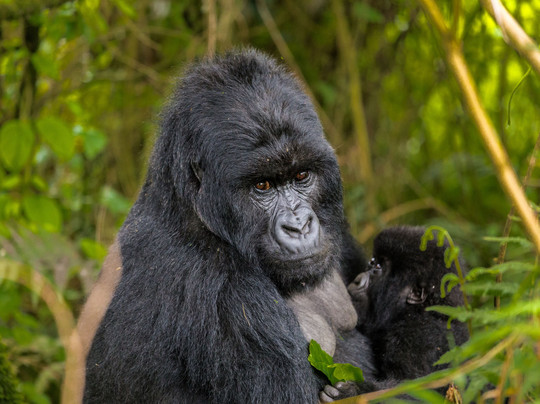 Mwendo Luxury Tours.-卡巴莱必去景点