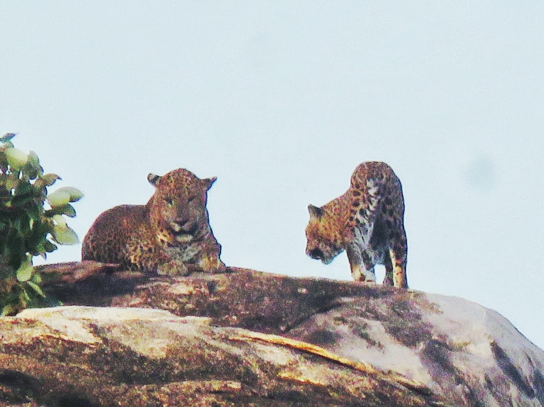 Dinuka Safari-蒂瑟默哈拉默必去景点