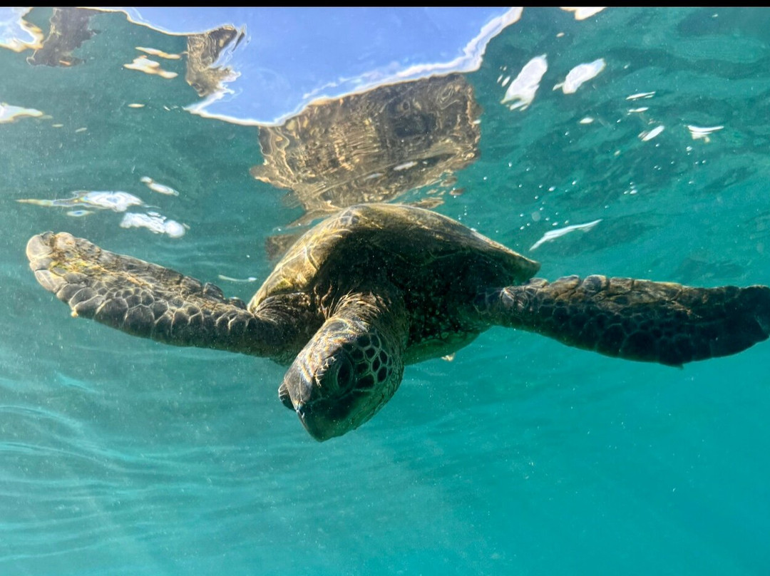 Maui Kayaks-基黑必去景点