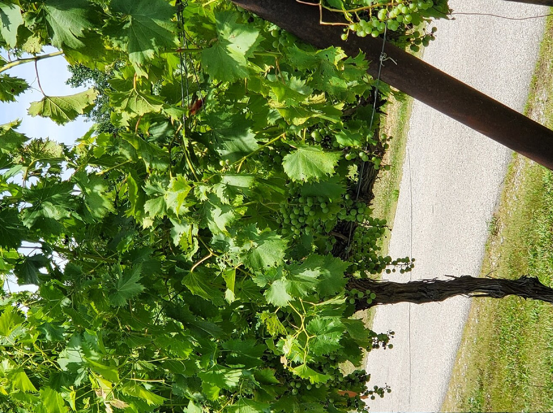 Amber Falls Winery & Cellars-Hampshire必去景点