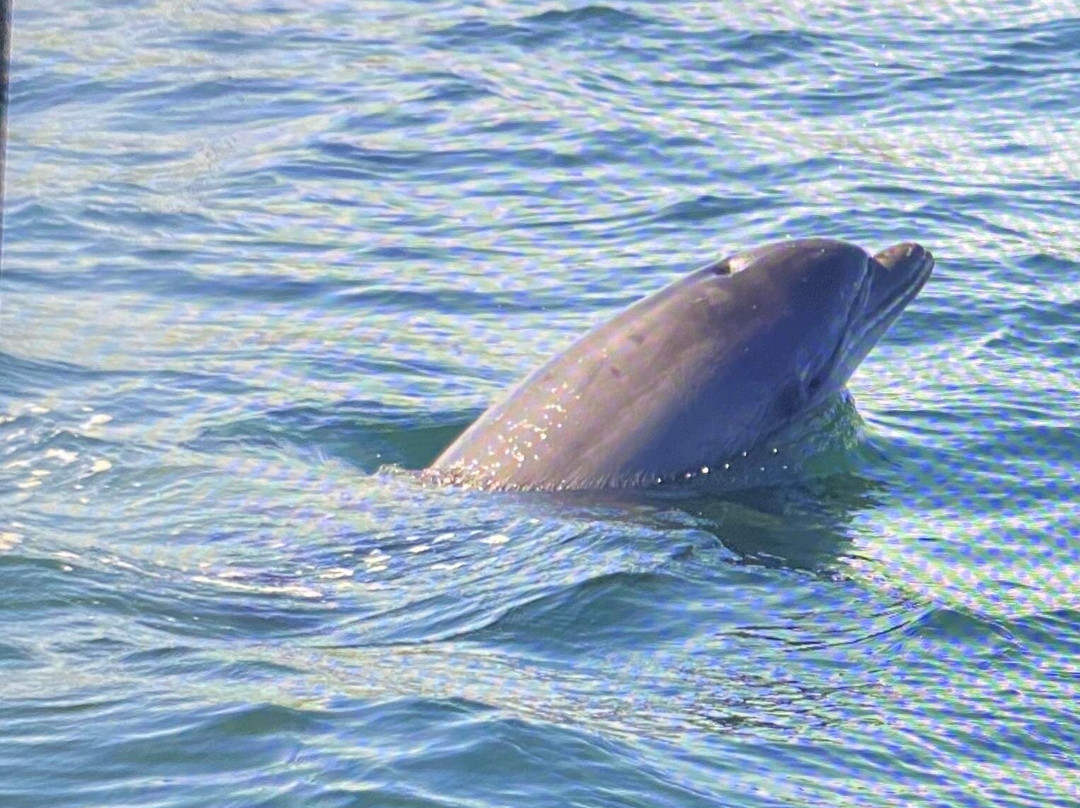 Dolphin Trips Avoch景点图片