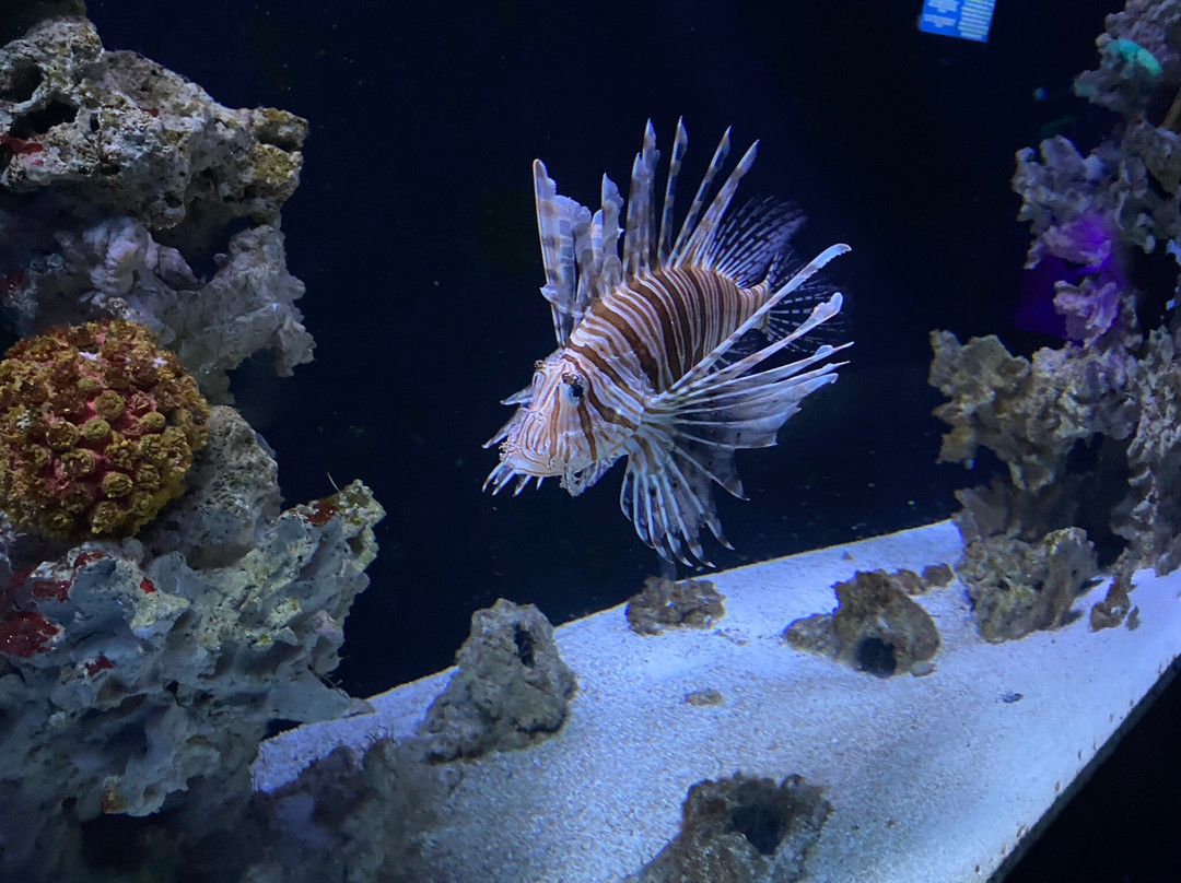 Aquarium de Vendée景点图片
