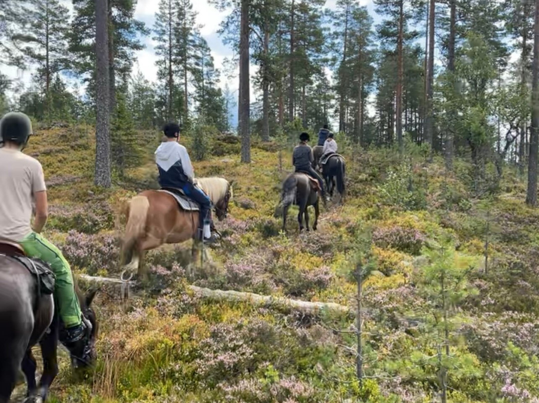 Trysil Hestesenter景点图片