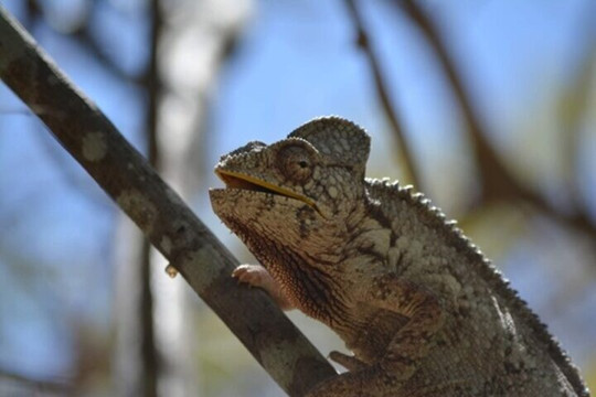Blueberry Travel Madagascar