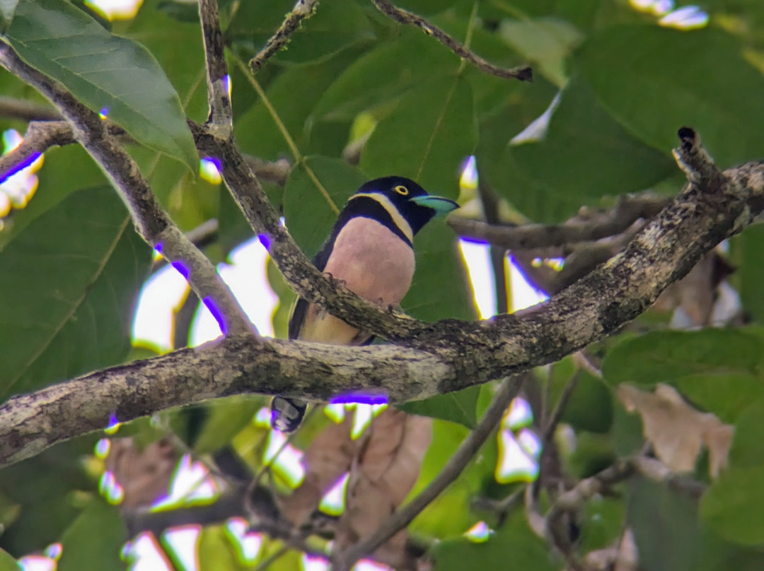 Deramakot Forest Reserve-山打根必去景点