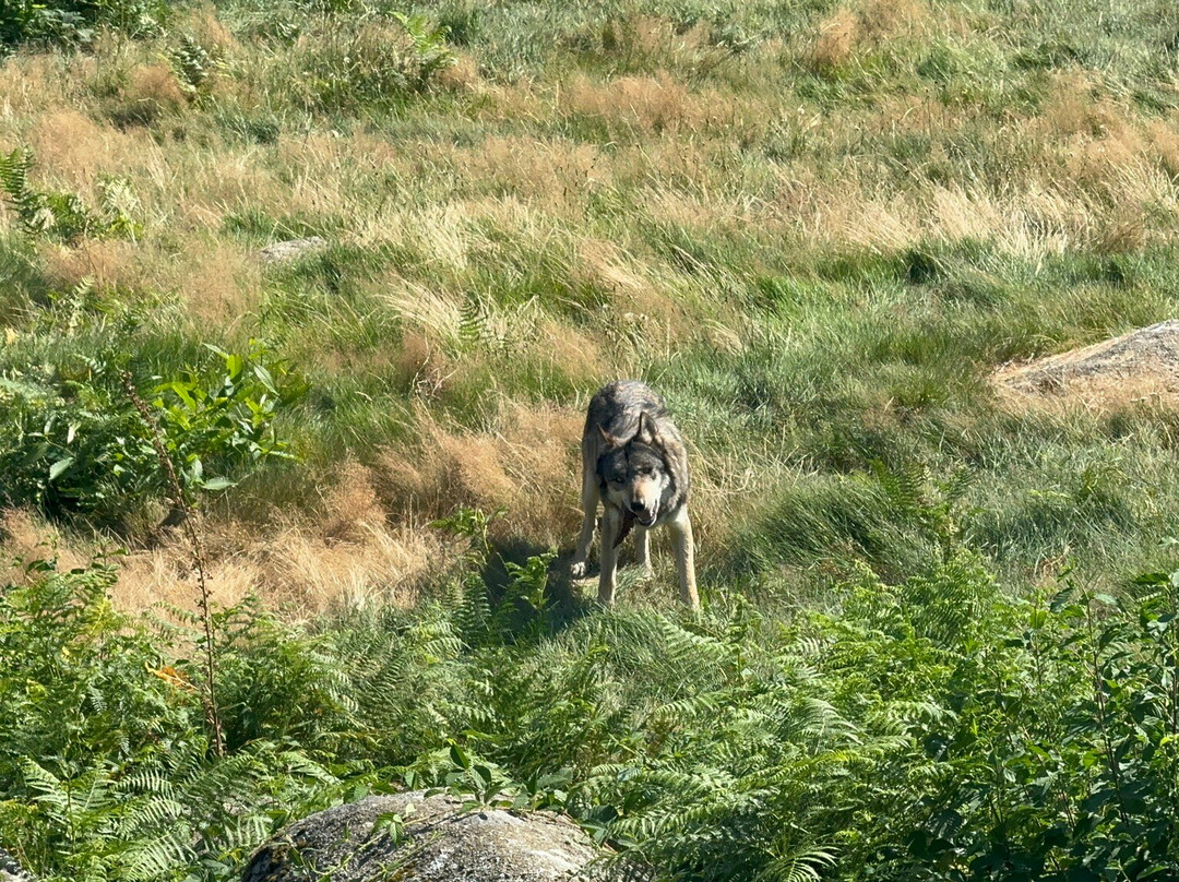 Loups de Chabrières景点图片