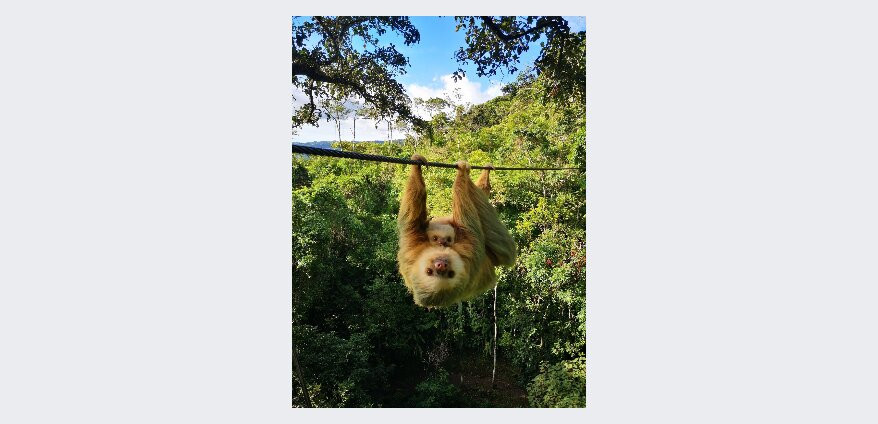 Zipline La Carpintera景点图片