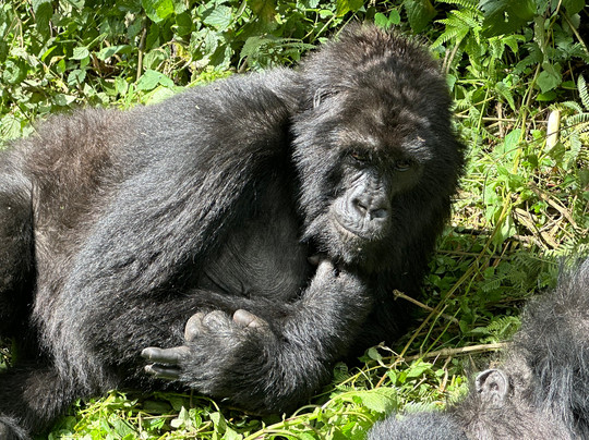 Rwanda Eco-Tours - Short Gorilla Trek-吉佳利必去景点
