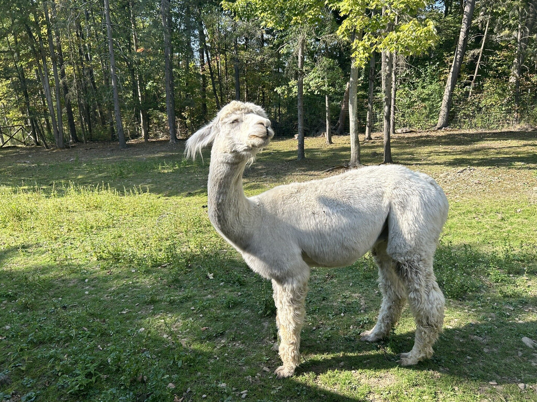 Alpacaville景点图片