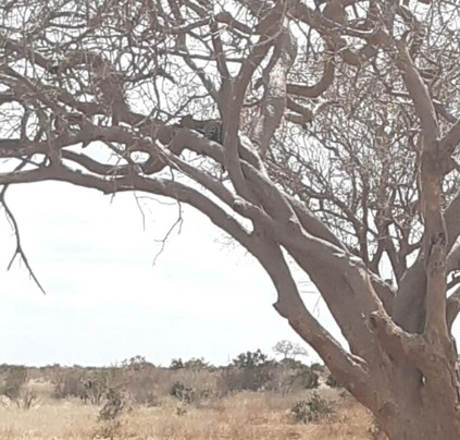 My Price Africa Adventure-蒙巴萨必去景点