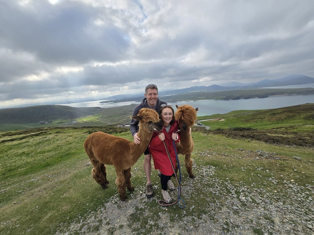 Wild Alpaca Way-Malin Head必去景点