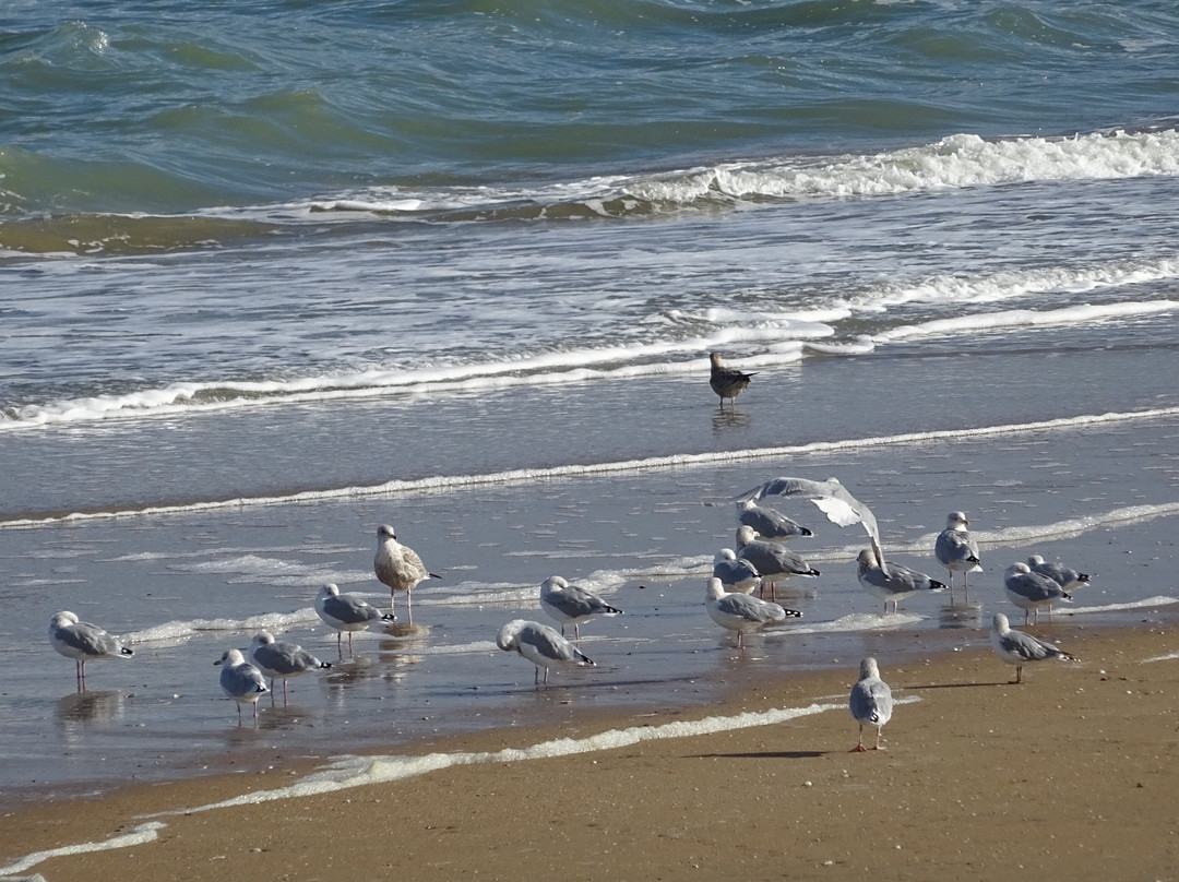 Plage de Cabourg-卡布尔必去景点