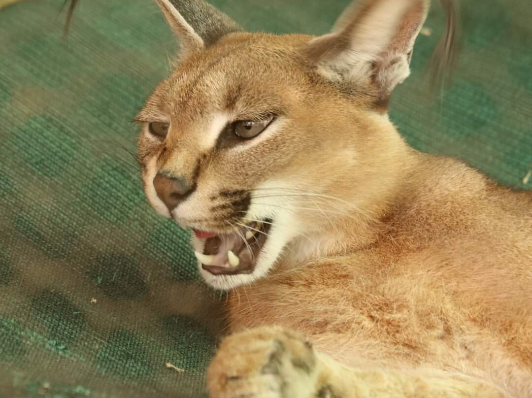 Moholoholo Wildlife Rehabilitation Centre景点图片