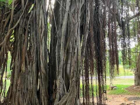 NavigateSL-阿努拉德普勒圣城必去景点