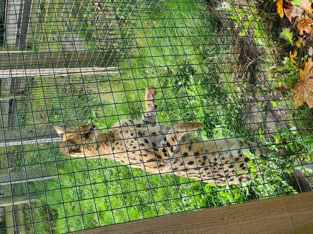 Ponderosa Zoo景点图片