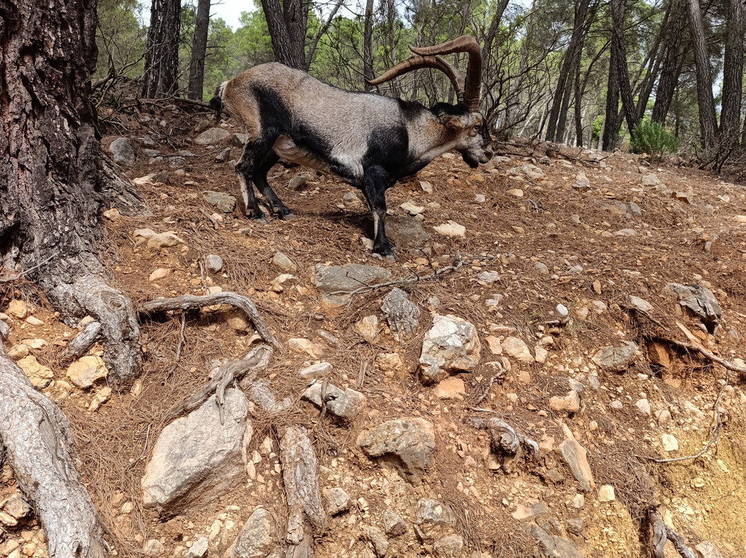 Parque Cinegetico Collado del Almendral景点图片