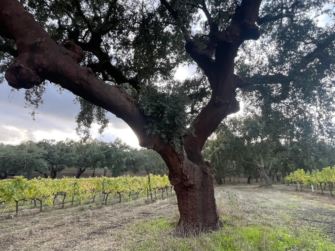 Évora Local Tour-埃武拉必去景点